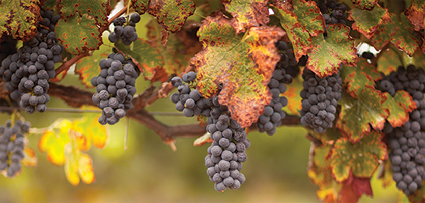 vineyard grapes