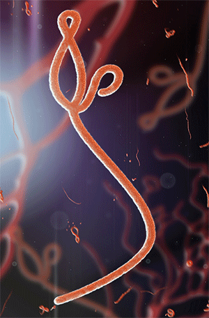 photo of ebola virus
